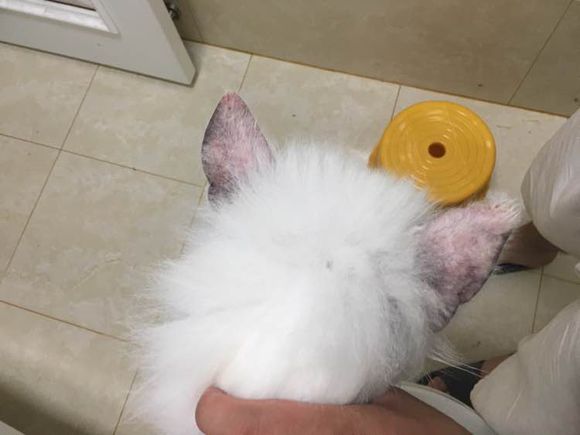 路边捡到一只萨摩耶,捡到萨摩耶有狗癣