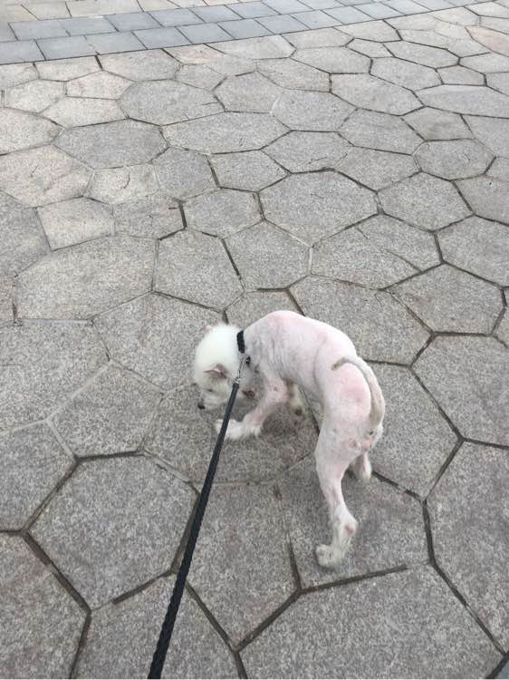 路边捡到一只萨摩耶,捡到萨摩耶有狗癣