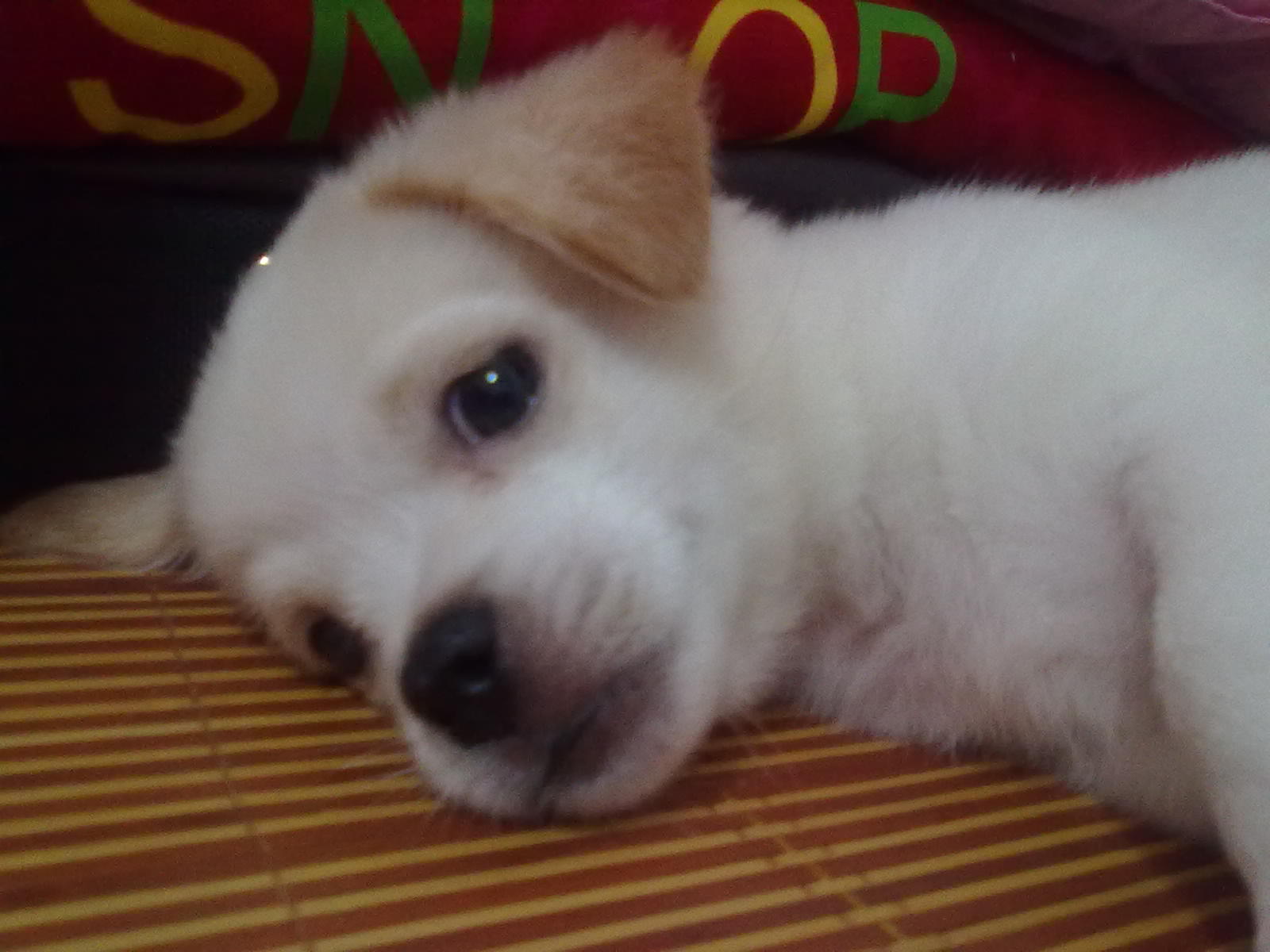 淘宝上拉布拉多20元一只可信吗,在网上买的拉布拉多靠谱吗