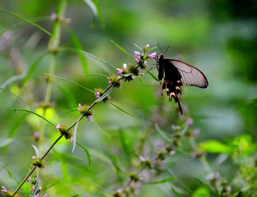 淄川区太河镇池板村近况,不可错过的绝美古村落石潭村