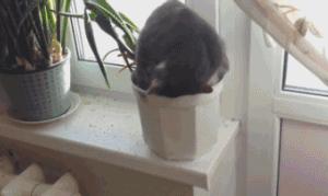 猫咪在人睡觉的时候故意制造噪音,晚上不让猫咪进屋一直叫