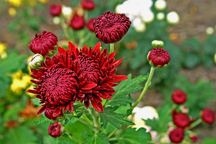 我写一首诗完美地告别九月，打开十月的那扇门
