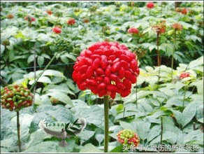 三七粉真的没作用吗,三七粉有什么病的不能吃