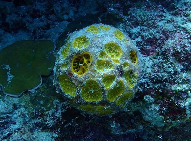 菲律宾潜水游记 (回忆菲律宾潜水的时光)