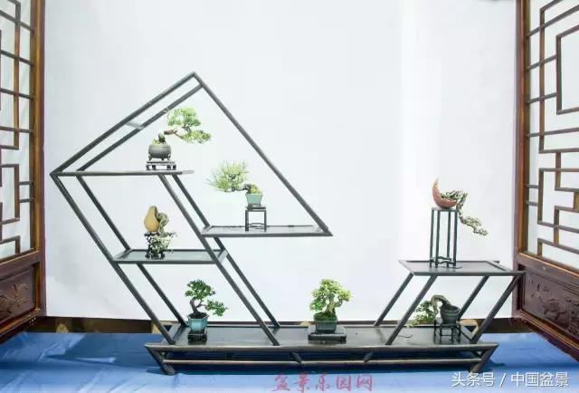 哪些野草适合微型盆景,小品盆景和微型盆景有区别吗