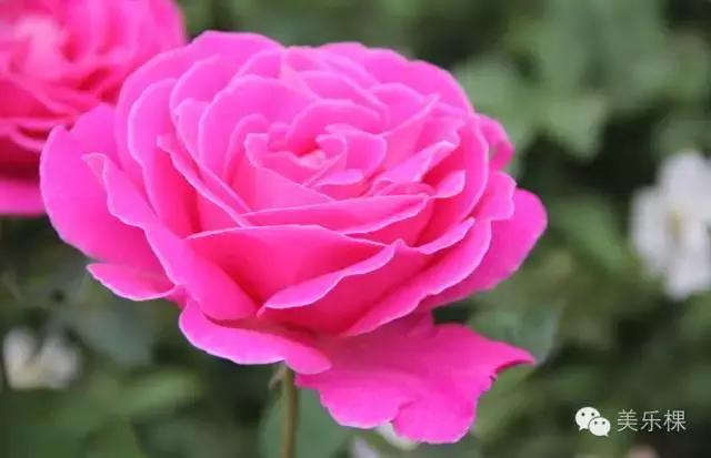 月季花酱的制作方法和过程,月季花酱的制作方法和配方