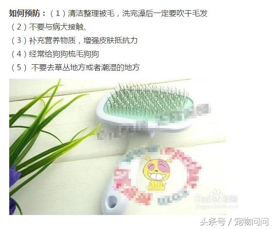 狗狗长满螨虫怎么治,宠物螨虫皮肤病用什么药