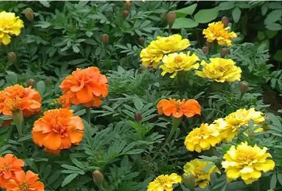 成都国庆悠闲一点到绵竹九龙吧!邻家女孩的感觉!