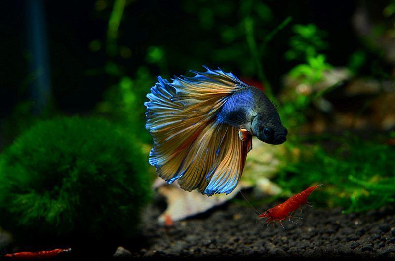 冬天怎么养殖100条泰国斗鱼,泰国斗鱼居家养殖指南