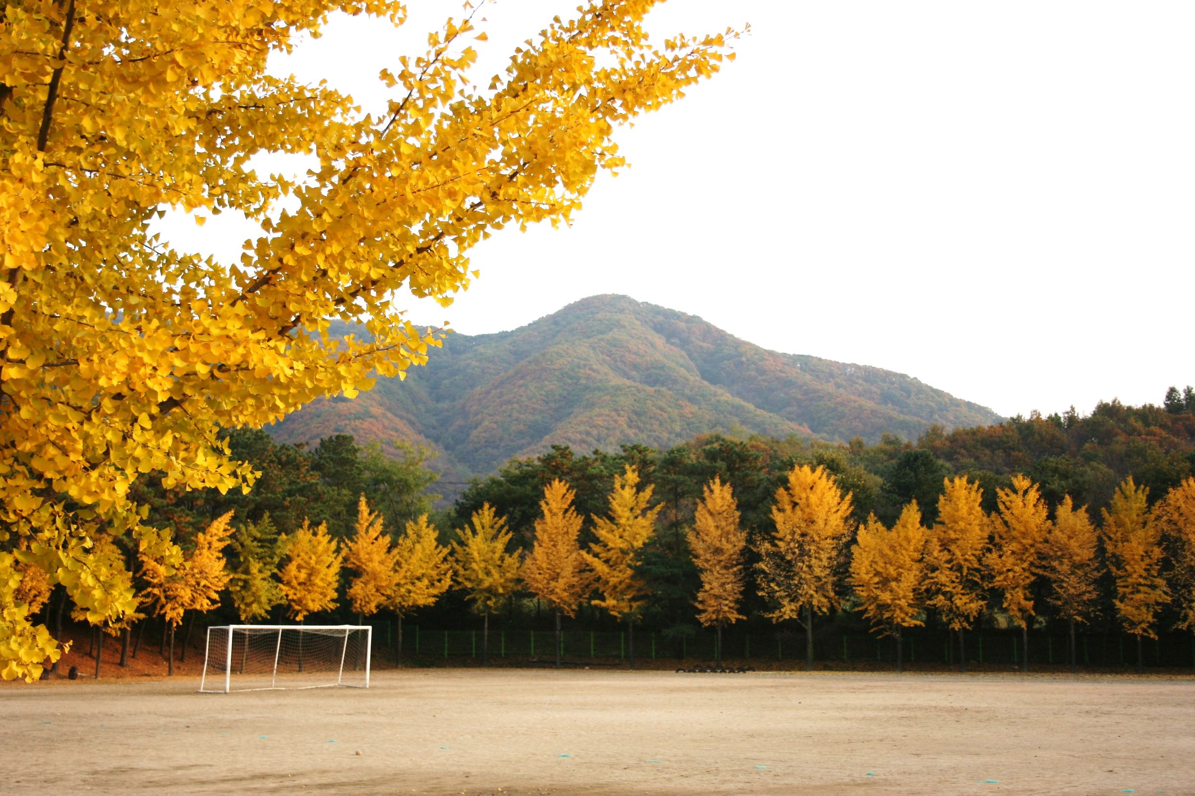 足球狗保暖吗,足球初学者的注意事项