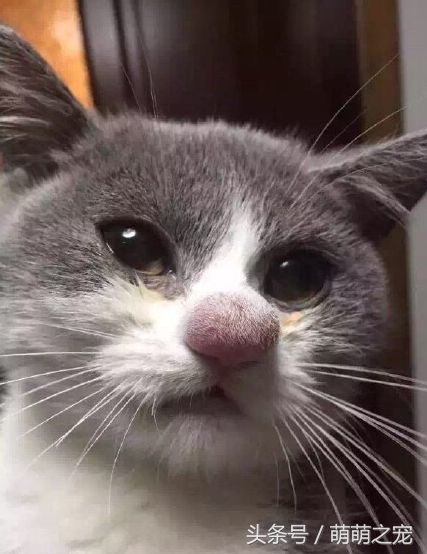 猫抓蜜蜂被蛰,被蜜蜂蛰了蒙鼻子的猫