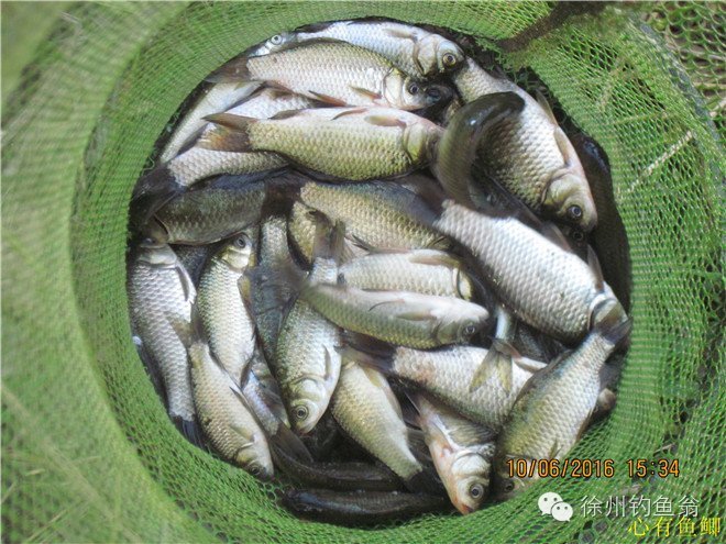 徐州铜山区野钓最新地点,小记野河钓鱼