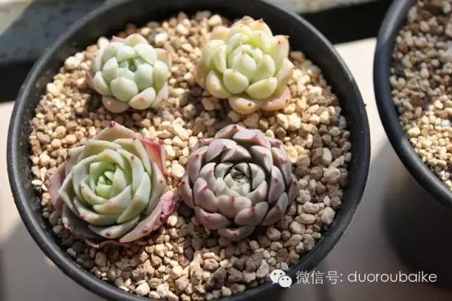 认多肉品种,教你认多肉