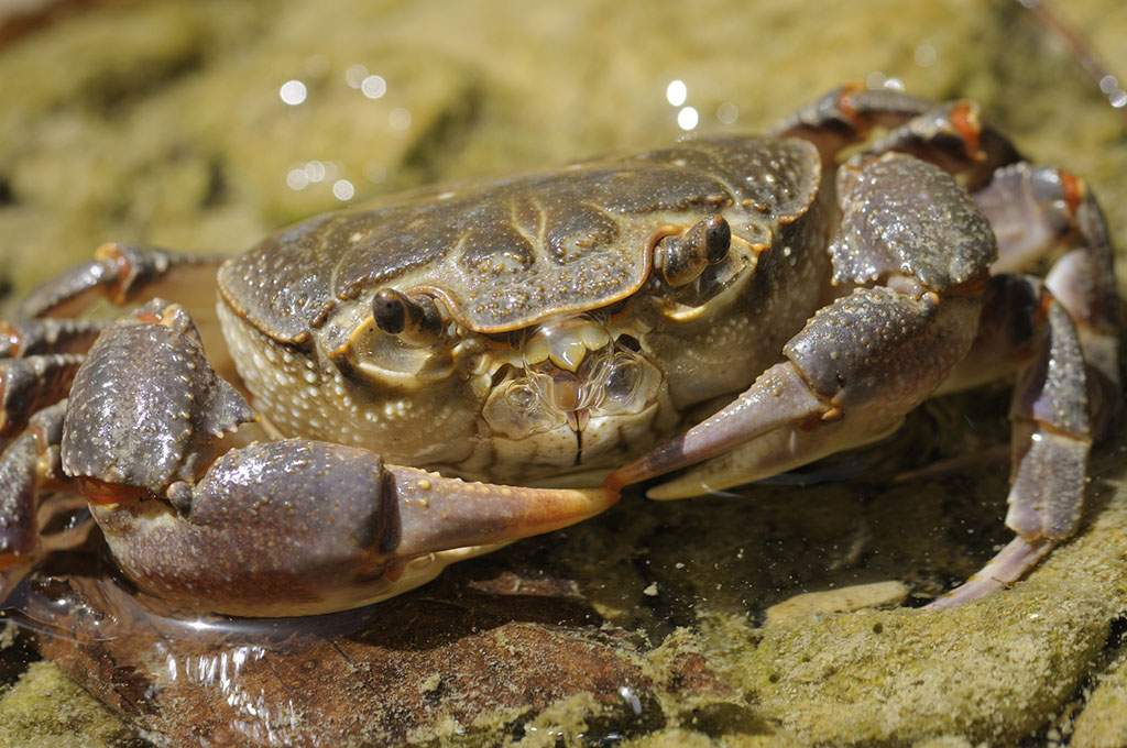 螃蟹孕妇可以吃吗,螃蟹蟹黄孕妇可以吃吗