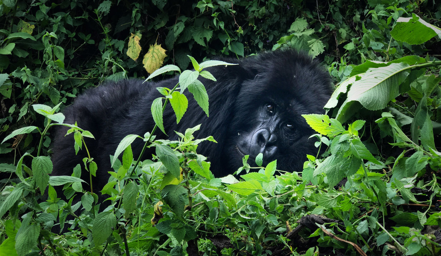 iphone7拍照怎么更好看,iphone7拍照评分