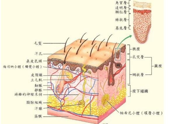 白癜风治疗疗效评价标准-自体表皮黑素细胞移植