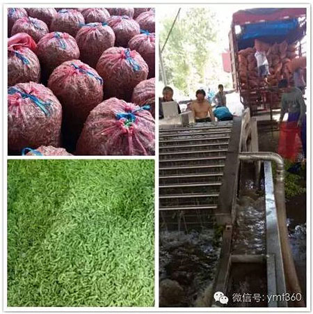 一个秋天能卖上千万元辣椒这个女代办比男人还牛