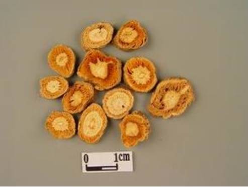 防风野生中药功效,防风功效中药药方