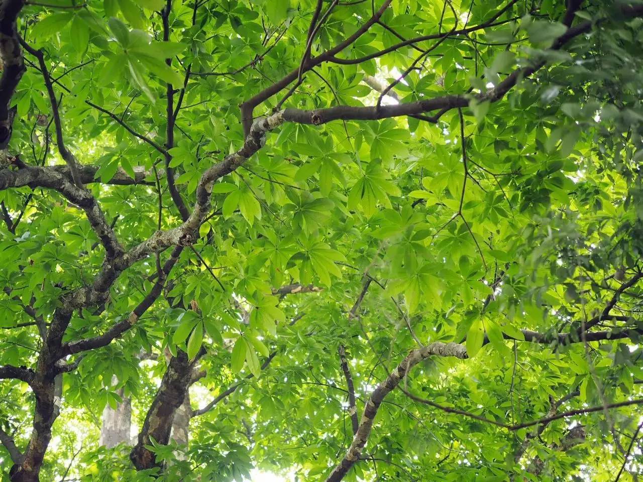 册亨布依族戏,册亨布依戏图片