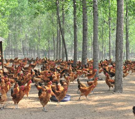 养鸡最好是又有钱又会养，秋季要注意的几种鸡病