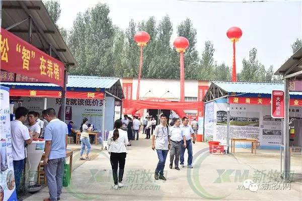 河南养猪业巨头,河南养猪身价百倍