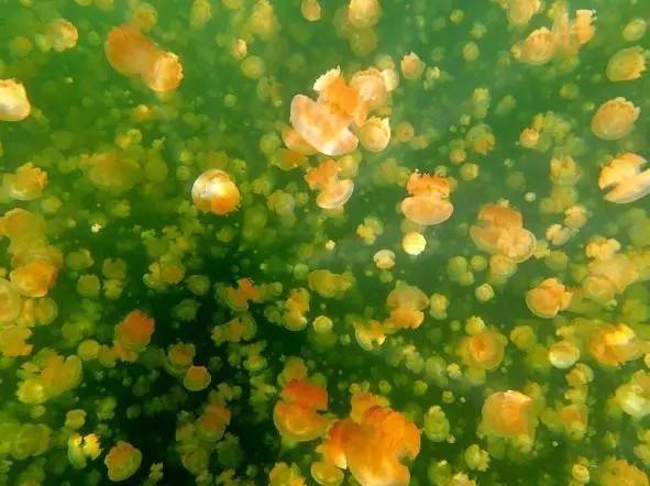 黄金水母寿命有多长,太平洋黄金水母