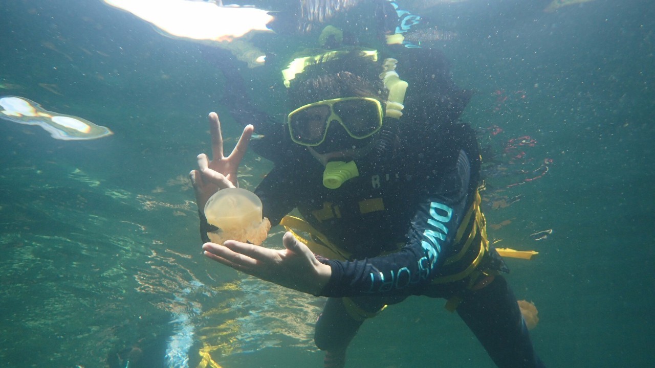 黄金水母寿命有多长,太平洋黄金水母