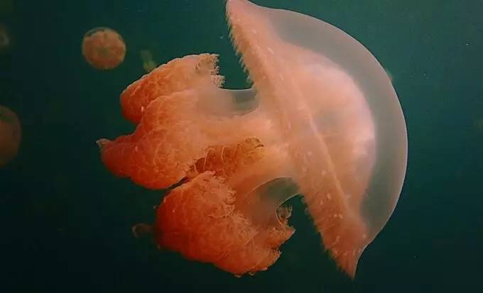 黄金水母寿命有多长,太平洋黄金水母