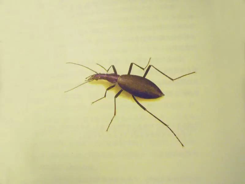 要眼明心细才能看见来自一只飞蝶的美，才能看见你的童年