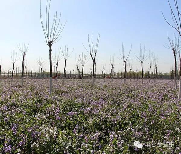 丰台村子,京郊最美乡村