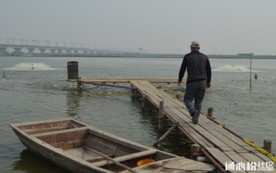 养殖鲤鱼的成本及利润,养殖5000条鲫鱼利润多少