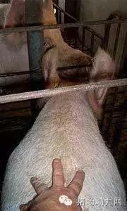 人工授精是什么行业,人工授精属于什么工程的产物