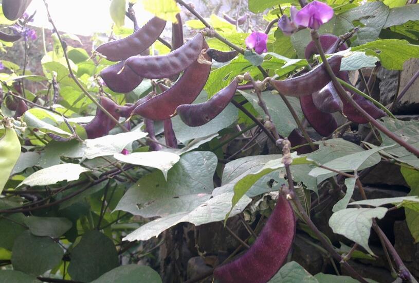 被毛毛虫蛰了怎么办,被橙色毛毛虫蛰了怎么处理