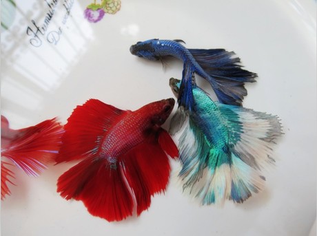 冬天怎么养殖100条泰国斗鱼,泰国斗鱼居家养殖指南