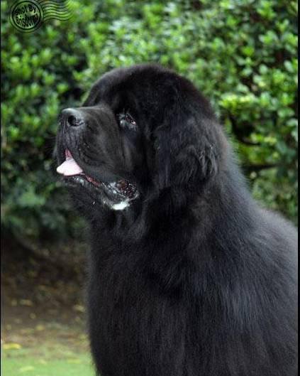 狗萌宠有哪些品种,18种萌宠狗狗