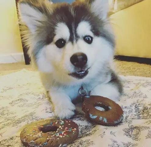 让哈士奇保持微笑一分钟,如何让哈士奇不再拆家