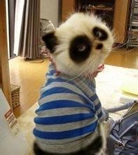 卸了妆重新化妆好不好,卸了妆就很难看