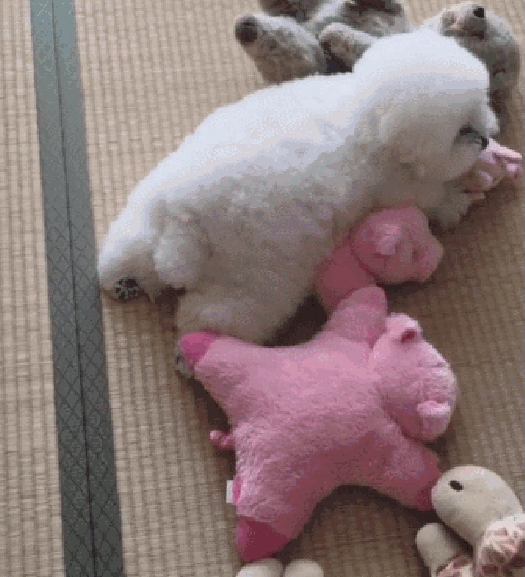 狗狗叼着玩具娃娃,狗狗玩玩具娃娃