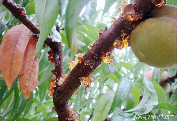 三十岁美容平民养颜圣品——桃胶