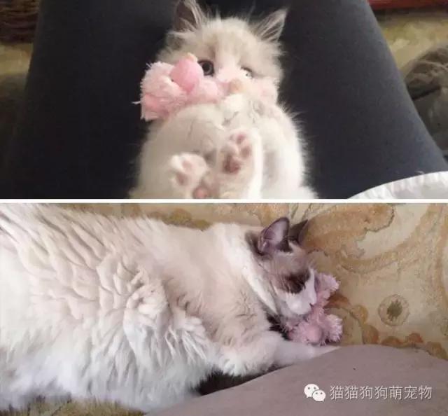 一张照片证明宠物养得很好,发一张宠物照片证明它很可爱