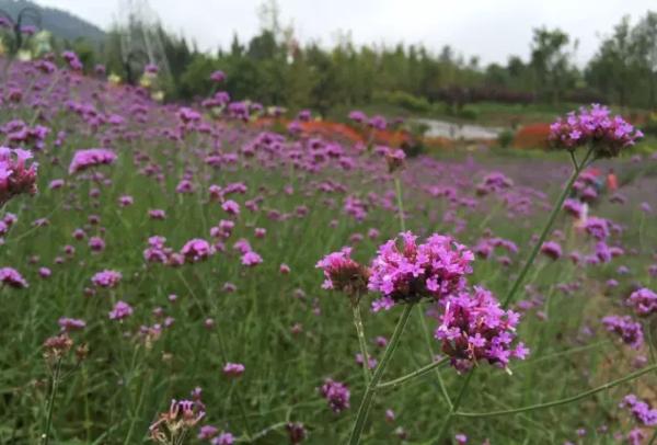 成都国庆悠闲一点到绵竹九龙吧!邻家女孩的感觉!