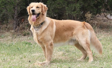 大金毛不想吃狗粮,大金毛不吃饭也不吃狗粮