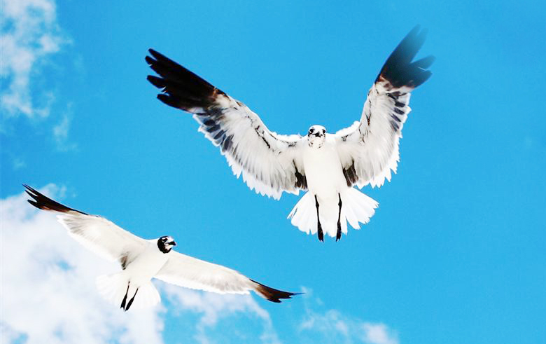 金庸武侠小说中十大神功第一名,金庸武侠十大最强神兽