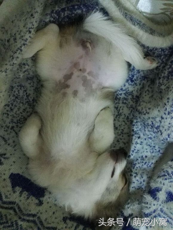 小狗奇遇记动画片,小狗奇遇记完整