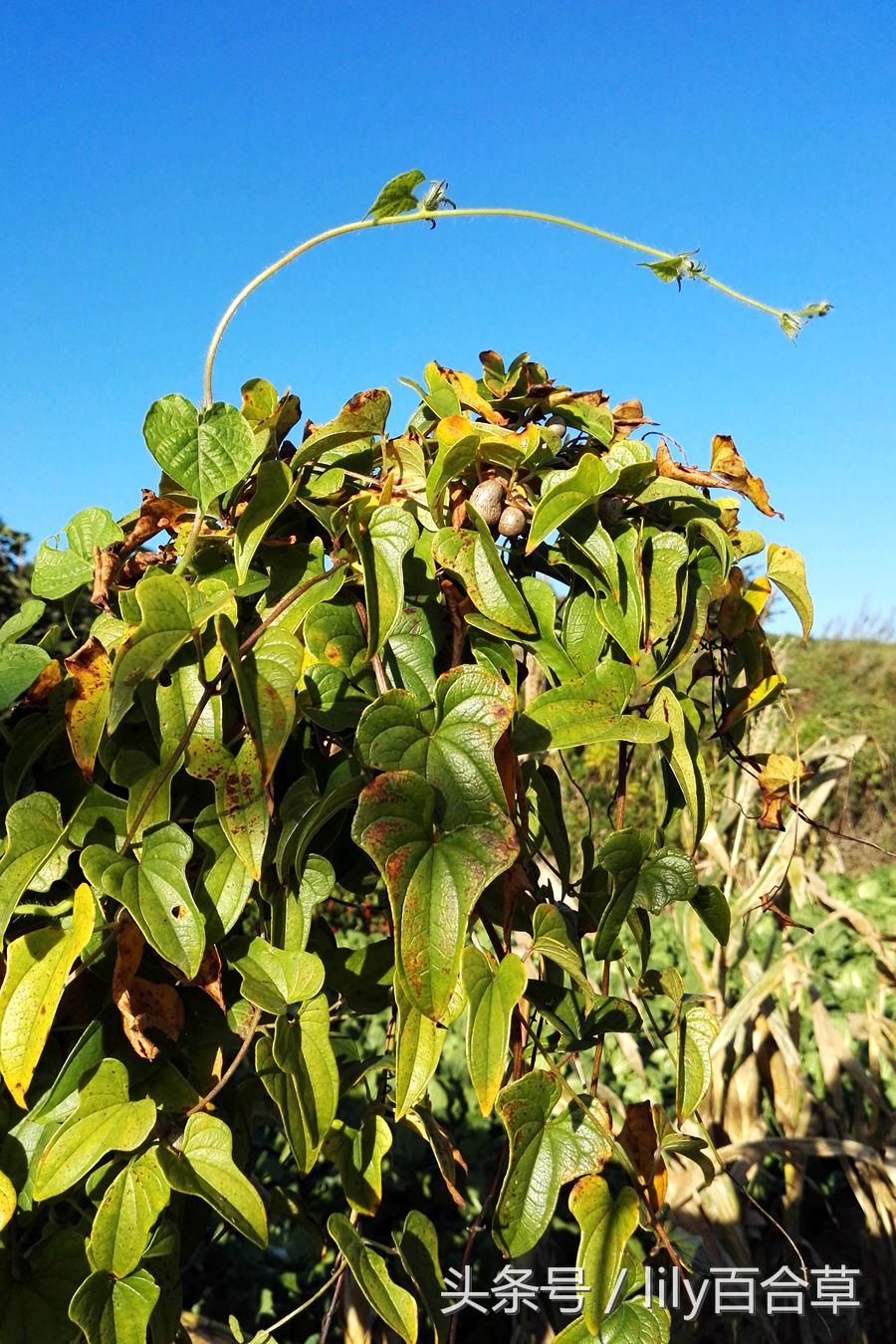 铁棍山药种子就是山药豆,山药豆的另一种叫法