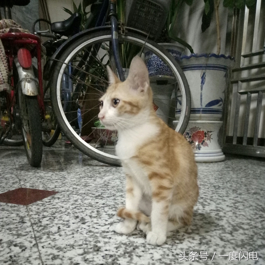 魅蓝手机u10,魅蓝u10白色