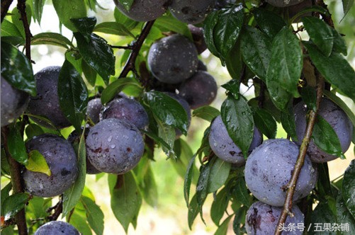 喉咙痒干咳特别是晚上怎么缓解,感冒过后喉咙好痒干咳如何缓解