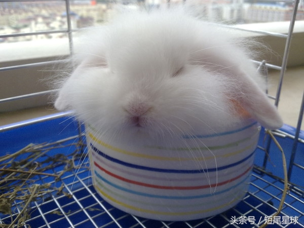 养兔子前需要买好啥,养兔子需要掌握的知识