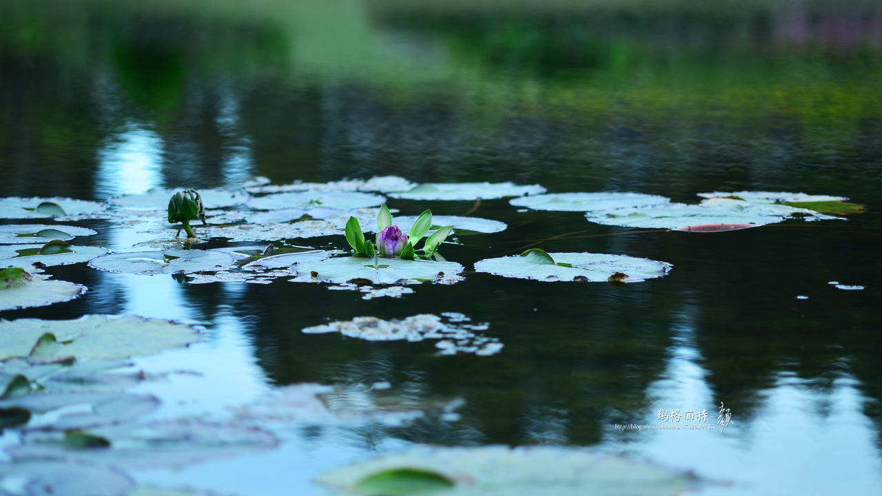辰山植物园睡莲拍照,行摄洪湖荷花展