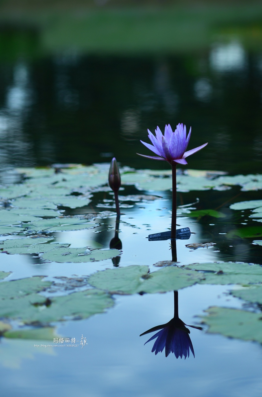 辰山植物园睡莲拍照,行摄洪湖荷花展